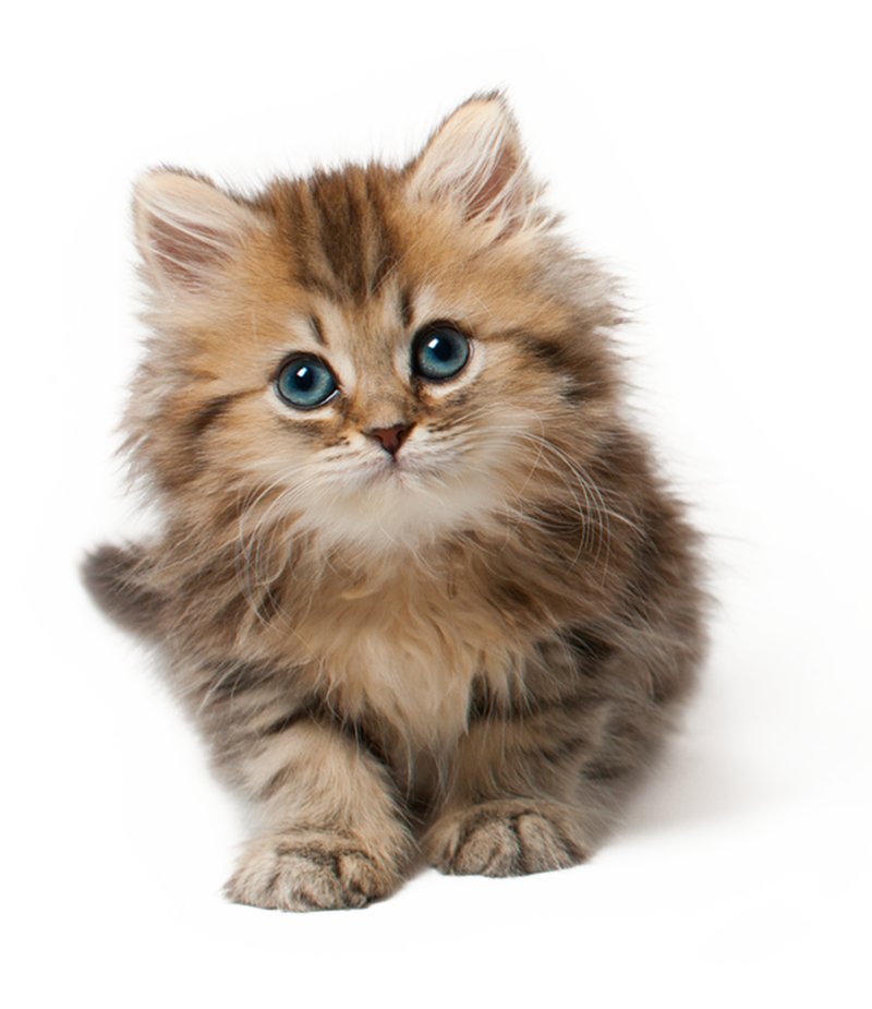 kitten_png_by_lg_design-d66s97o.png